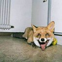 ���� �����, ������, 54 ���� - ��������� 25 ������� 2014 � ������ �FunnyAnimals�
