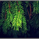  Nata Li Legata,  -  12  2013   ,  )