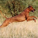 ���� << �����, ���������, 35 ��� - ��������� 31 ������� 2013 � ������ ������� � ������� �������,��� ����� ���� ����� ?? :))�