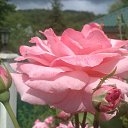 ���� �������, ������, 52 ���� - ��������� 27 ������� 2013 � ������ ���� ����������