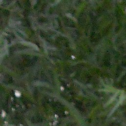 ������, ����������