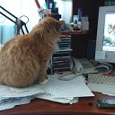 ..������� �������� WHISKAS ������ �� ������������� � �� �������������, ������� ������ ����, ���������!!! �� ������� ���� ����������