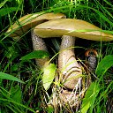 ������������. �� ������� ����������.�