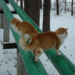 ���� �������, �����, 41 ��� - ��������� 15 ������� 2013