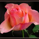 ���� **Markiza*c*250*, ����� - ��������� 6 ������ 2013 � ������ ���� �� ������ ���Ż