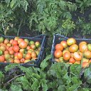 ����� ������ �� ������� ���� ����������