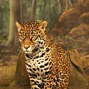 ���� �������, ���� - ��������� 13 ������ 2013 � ������ �Leo�