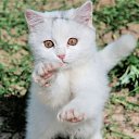 ���� �����, ������, 54 ���� - ��������� 25 ������� 2014 � ������ �FunnyAnimals�
