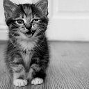 ���� �������, ���������, 39 ��� - ��������� 24 ������� 2014