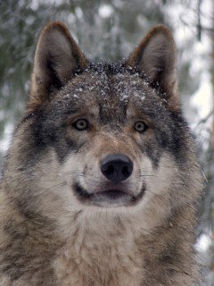 ���� ��������, �����, 40 ��� - ��������� 1 ������� 2013