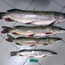 ���� ��������� �����, �����, 50 ��� - ��������� 22 ������� 2013 � ������ ����