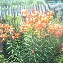  Masha, , 43  -  7  2013    