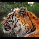 ���� �������, ������, 40 ��� - ��������� 6 ������� 2013 � ������ �Zoo�