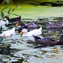 ���� �������, ���������, 52 ���� - ��������� 14 ������� 2013 � ������ ���� ����������