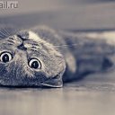 ���� �����, ������, 53 ���� - ��������� 7 �������� 2013 � ������ ������ ��������