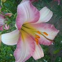 ����� �� ������� ������