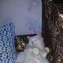 ���� ���, �������, 68 ��� - ��������� 31 ������ 2014 � ������ ���� ����������