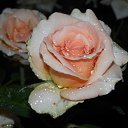 ���� �������� ��������, �����-��������, 51 ��� - ��������� 20 �������� 2013 � ������ ������...�