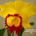 ���� Tatiana, ����������� - ��������� 5 �������� 2013 � ������ ���� ����������