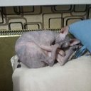 ������� ��� �� ������� ���� ����������