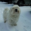 ���� Slobodan, �������, 71 ��� - ��������� 30 ������ 2014 � ������ �LEEA�