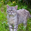 ���� �������, ���������, 52 ���� - ��������� 15 ������� 2013 � ������ ���� ����������