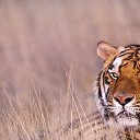 ���� ����, ���������, 51 ��� - ��������� 5 ������ 2013 � ������ ���� ����������