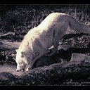 ���� ������))))))), �����-��������� - ��������� 1 �������� 2013 � ������ ������