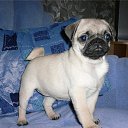 ���� ���������, ���������������, 61 ��� - ��������� 9 ������� 2014 � ������ �������