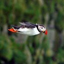  Puffin, , 44  -  24  2014    