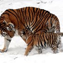 ���� �������, ���� - ��������� 13 ������ 2013 � ������ �Leo�