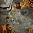 ���� ����_����� ������ ���� ���-��..., �������� - ��������� 20 ������� 2013 � ������ ����� 20.08�