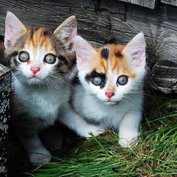 ���� ���, ������ - ��������� 25 �������� 2013