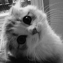 ���� �������, ����������, 41 ��� - ��������� 10 ����� 2014 � ������ ���� ����������