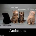 ���� ����, ������, 43 ���� - ��������� 10 ������ 2013 � ������ ���� ����������