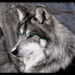 �����, ������, 43 ����