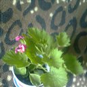  Masha, , 43  -  7  2013    