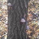 ���� �������, �����������, 32 ���� - ��������� 31 ������� 2013 � ������ ���� ����������