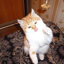 ���� ������, �����������, 35 ��� - ��������� 26 ������ 2014 � ������ �PetLove�