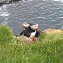  Puffin, , 44  -  24  2014    