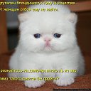 ���� Pavel, ���������, 66 ��� - ��������� 26 ������ 2014 � ������ ���� ����������