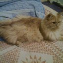 ������ �� ������� ���� ������� ������