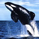 ���� Kasatka-���!, ������, 55 ��� - ��������� 2 ������ 2014