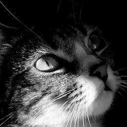 �������, �������