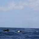 ���� �������, �����-���������, 45 ��� - ��������� 12 ������ 2013 � ������ ���� ����������