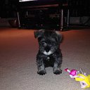 Hello ! - I am Lola Miniature Schnauzer ;) �� ������� ���� ����������