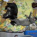 �������� �� ������ �� ������� �������