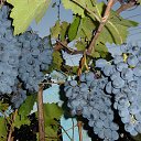 �������� "�������" �� ������� ���� ����.�