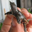 ���� ����, ��������, 61 ��� - ��������� 11 �������� 2013 � ������ ���� ����������