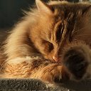 ���� ������, ������, 60 ��� - ��������� 1 ������� 2014 � ������ ������
